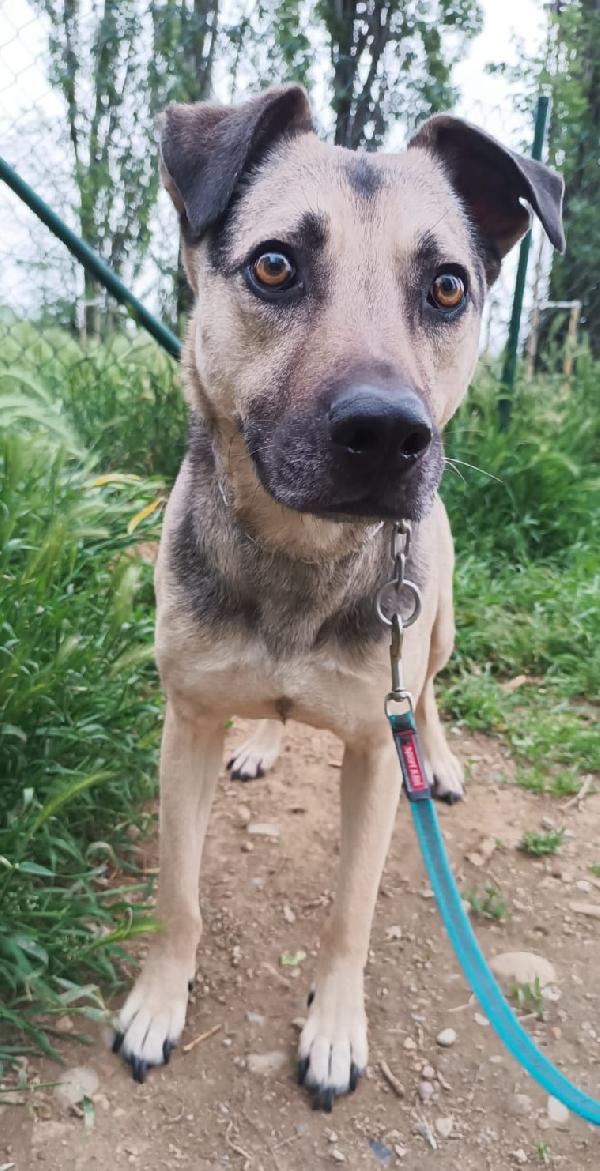 Tango, cane dolcissimo (colore focato, meticcio) Foto 4